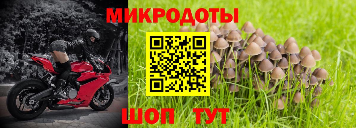 Галлюциногенные грибы Psilocybe Бутурлиновка